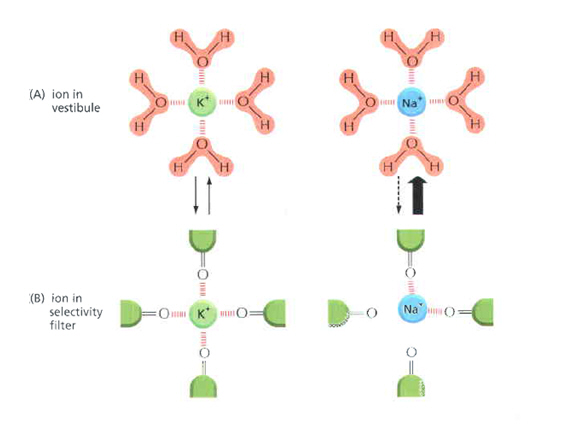 [K(H2O)6]-Hexaaquapotassium+ion-2344