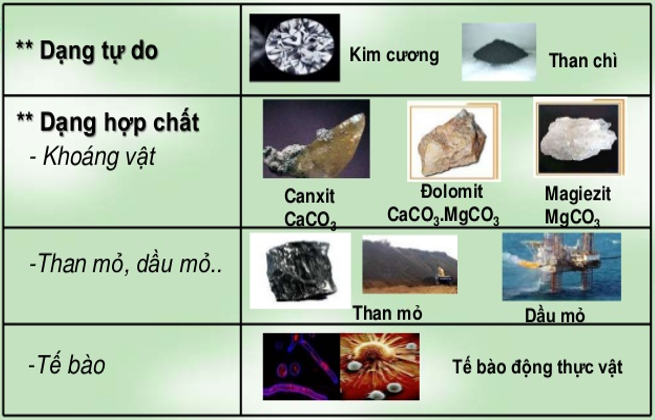 hinh-anh-chuong-3-cacbon--silic-180-6