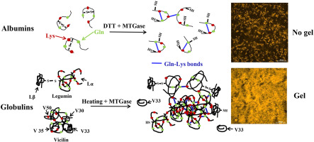 hinh-anh-mot-so-protein-don-gian-va-quan-trong-260-1