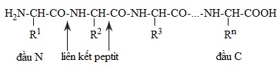 hinh-anh-bai-13-peptit-va-protein-381-1