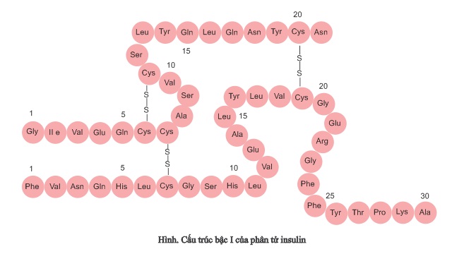 hinh-anh-bai-13-peptit-va-protein-381-5