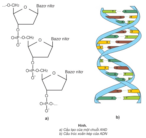 hinh-anh-bai-13-peptit-va-protein-381-9