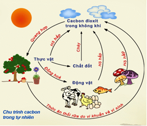 hinh-anh-bai-29-axit-cacbonic-va-muoi-cacbonat-102-1